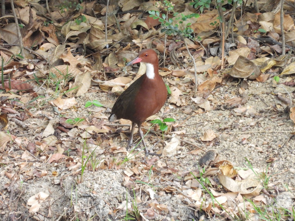 White-throated Rail - ML645564229