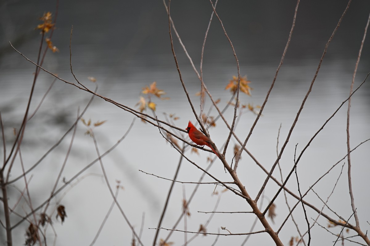 Northern Cardinal - ML645564230