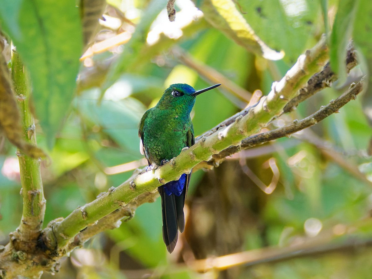 Sapphire-vented Puffleg - ML645564231