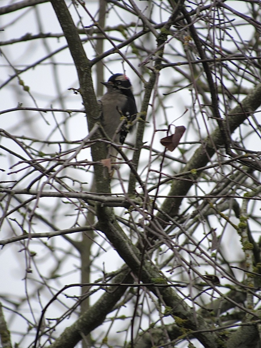Downy Woodpecker - ML645564232
