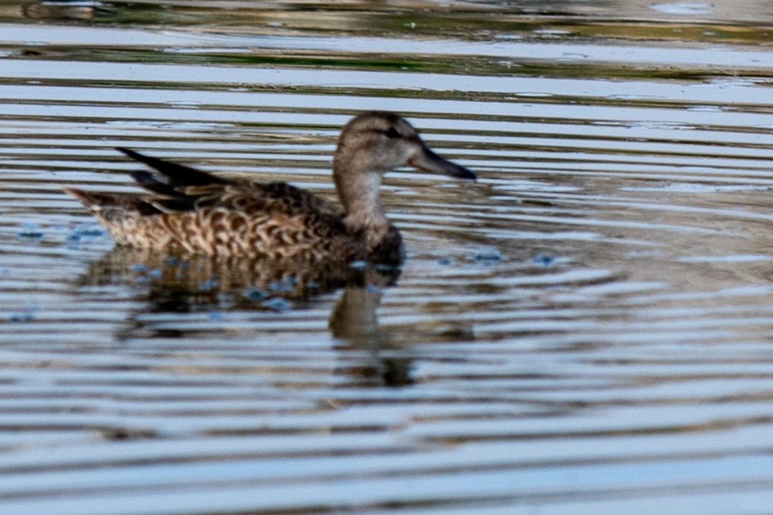 ミカヅキシマアジ - ML645564233