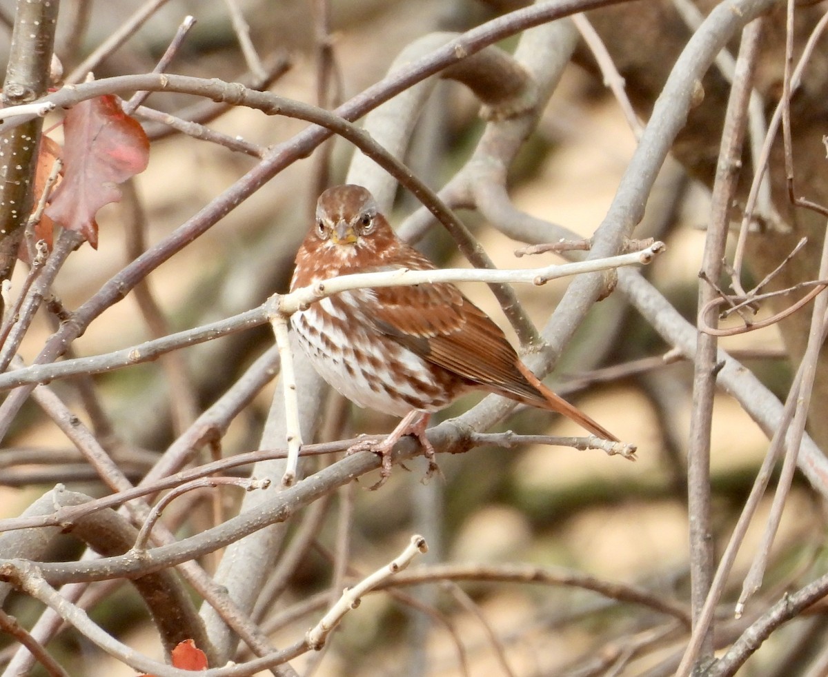 Fox Sparrow - ML645564236