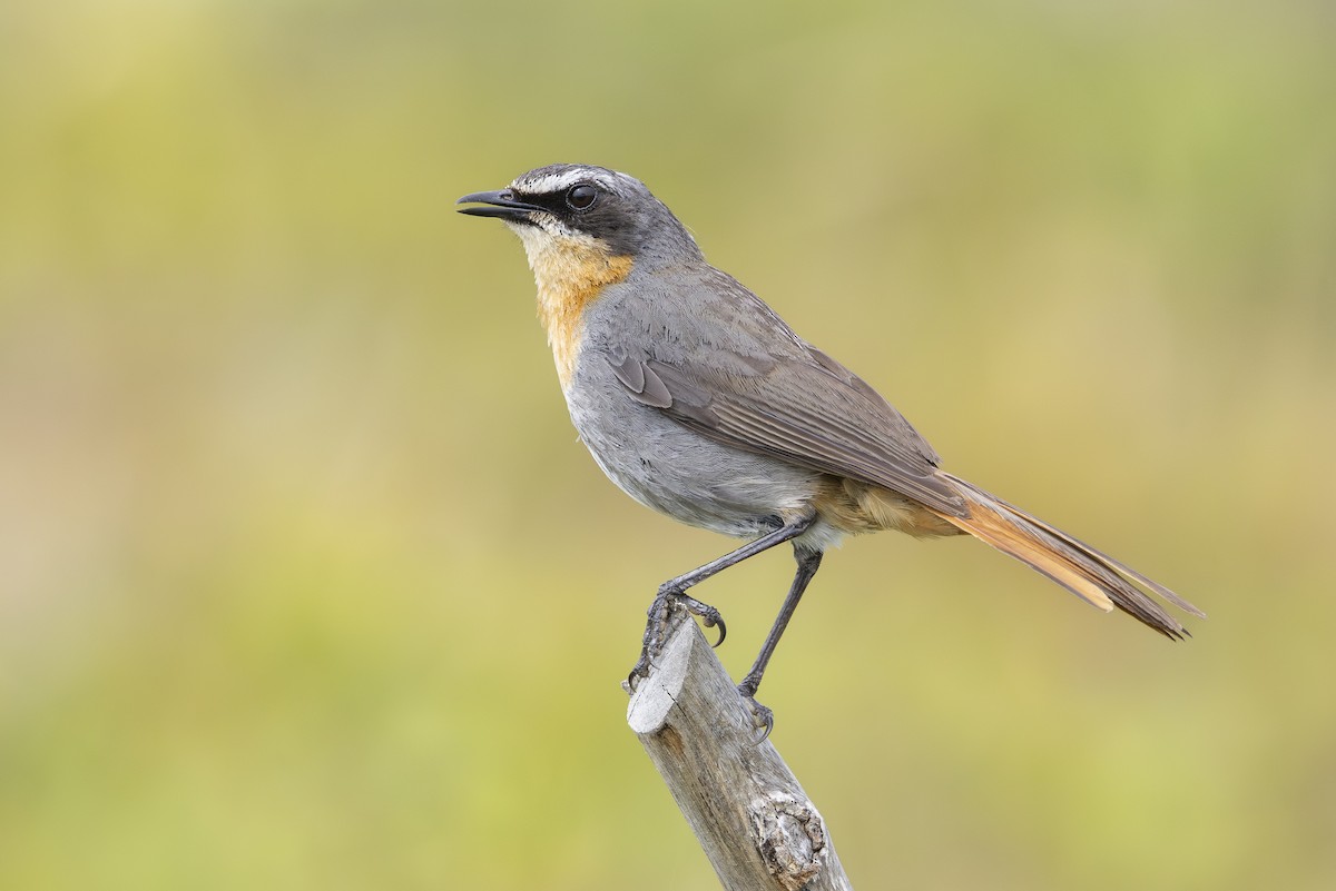 Cape Robin-Chat - ML645564237