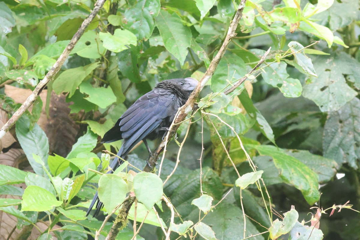 Smooth-billed Ani - ML645564238