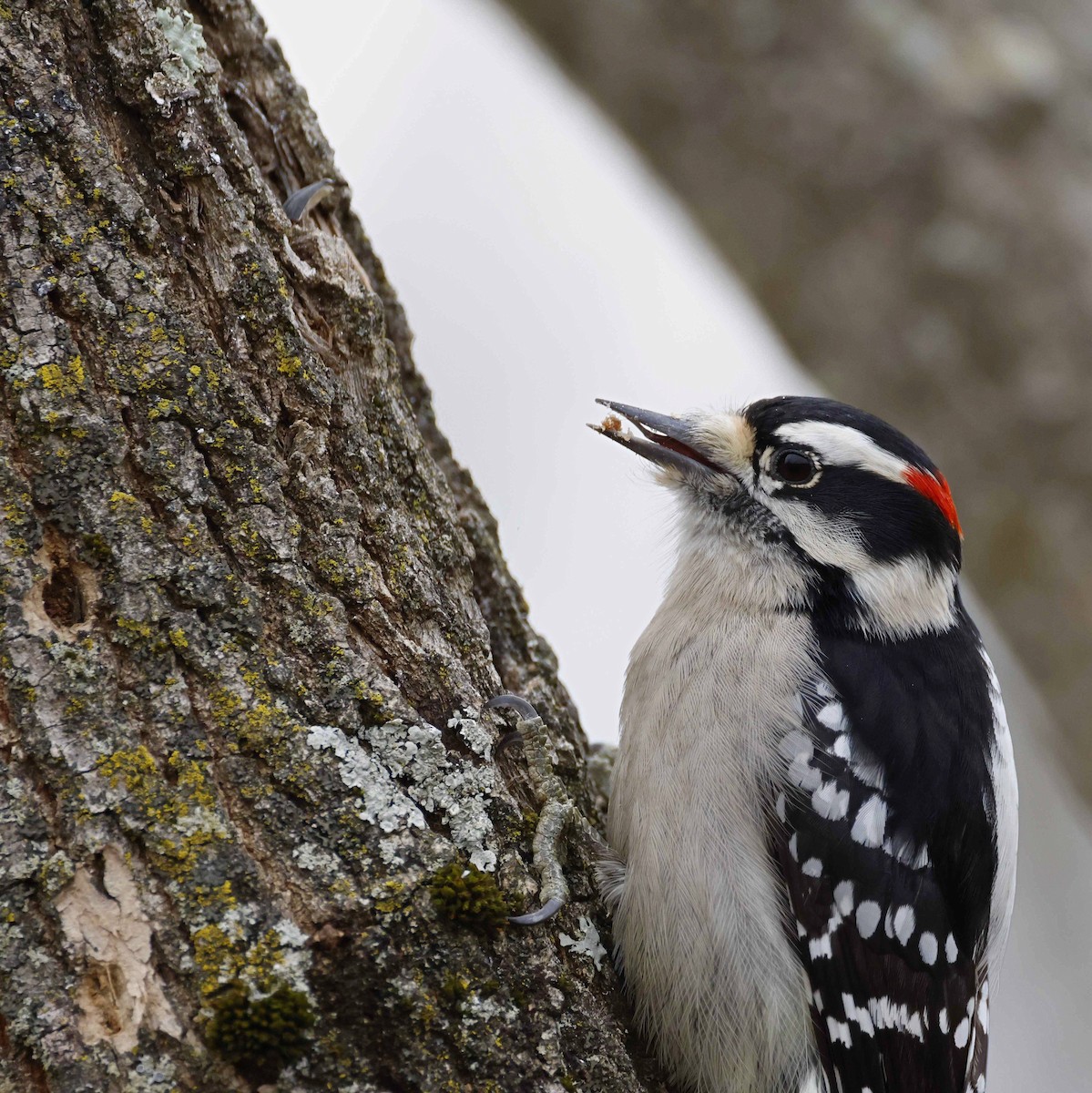Downy Woodpecker - ML645564239
