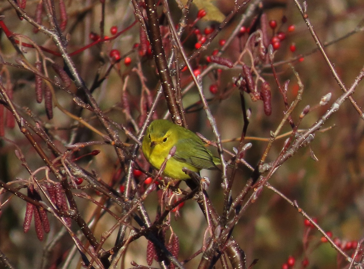 Wilson's Warbler - ML645564247
