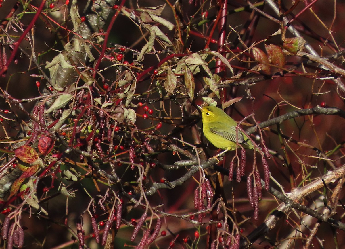 Wilson's Warbler - ML645564248