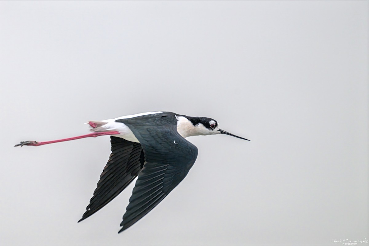 Black-necked Stilt - ML645564259