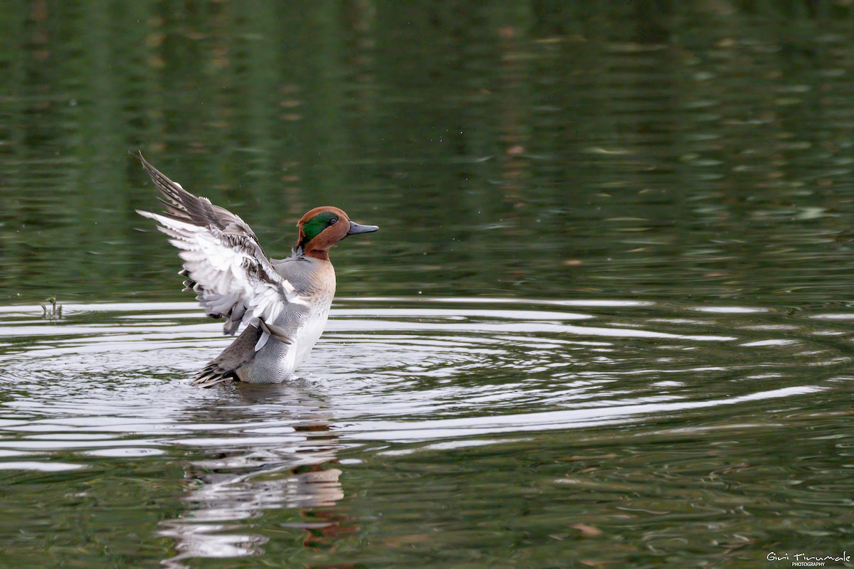 Green-winged Teal - ML645564275