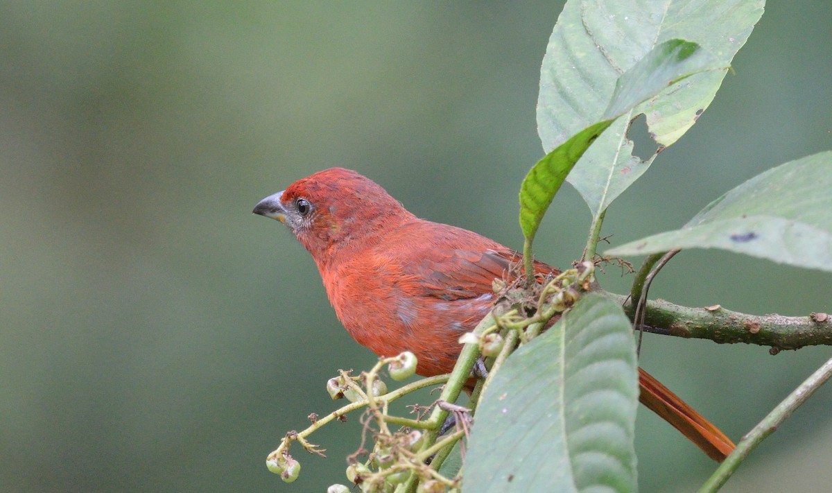Hepatic Tanager - ML645564285