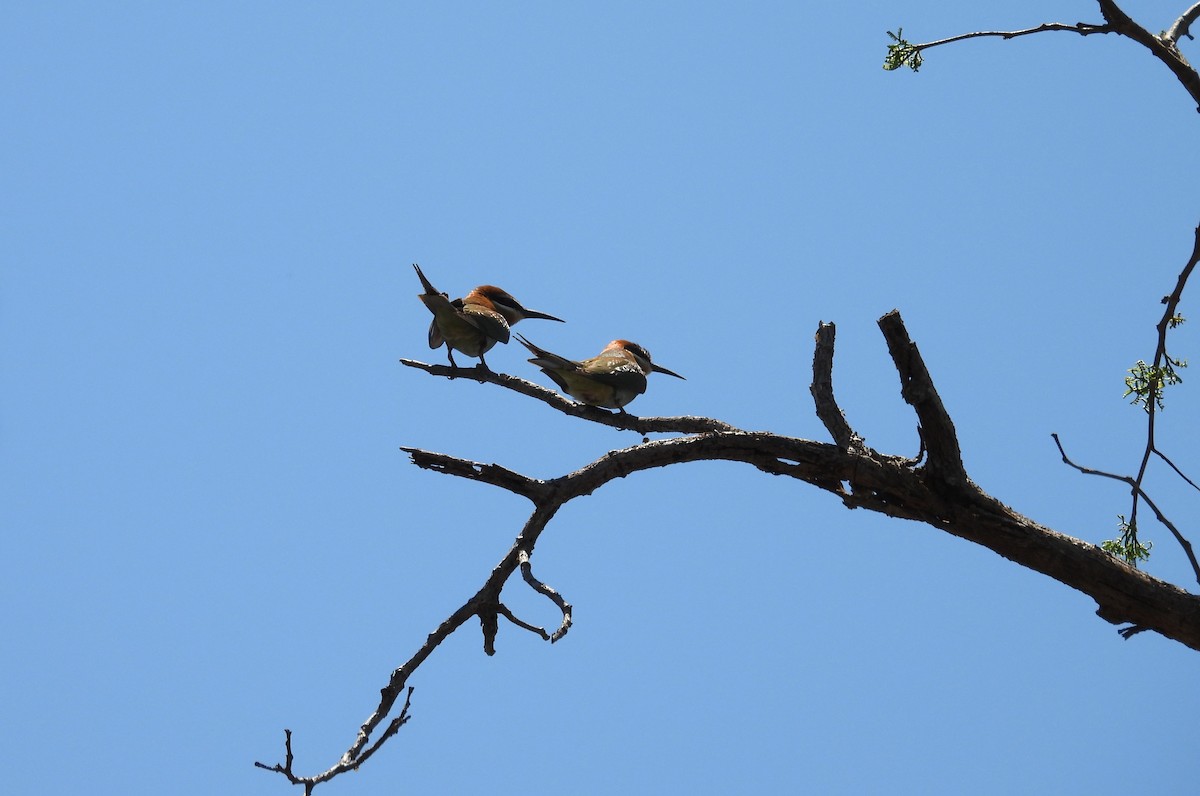 マダガスカルハチクイ - ML645564291