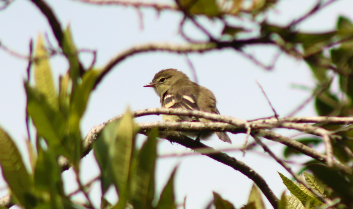 Mountain Elaenia - ML645564305