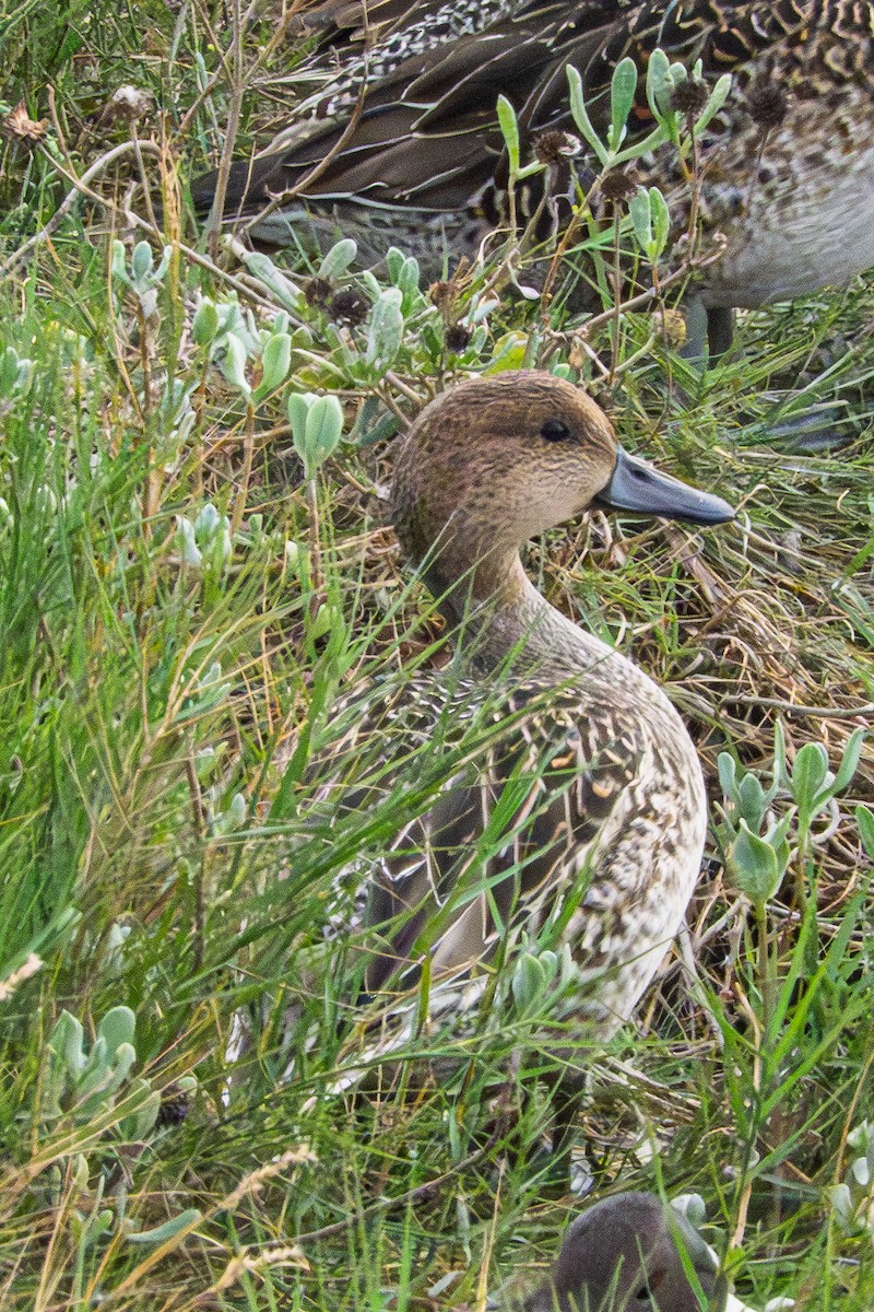 Northern Pintail - ML645564307