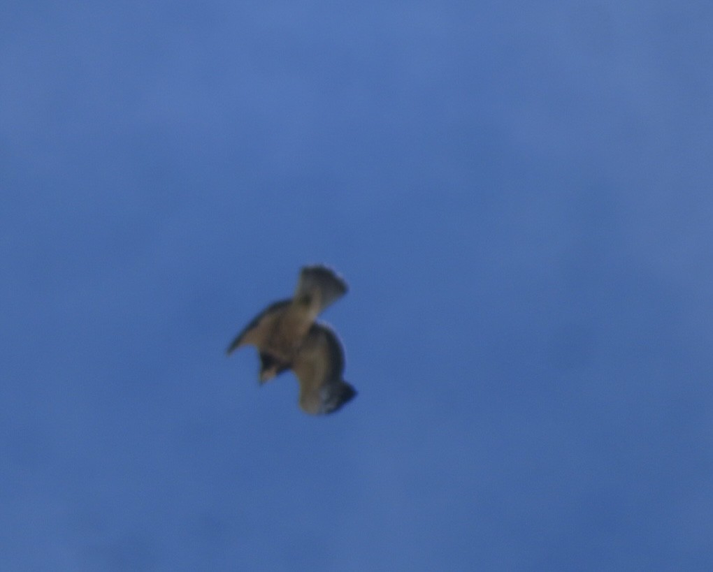 Свенсонов канюк - ML645564308