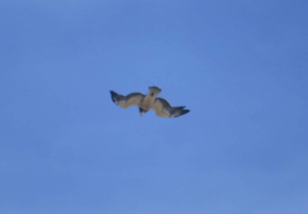 Свенсонов канюк - ML645564309