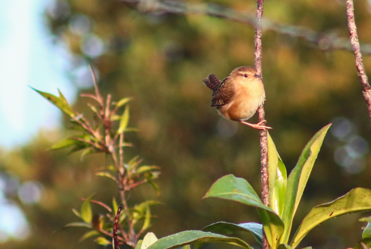Grass Wren - ML645564356