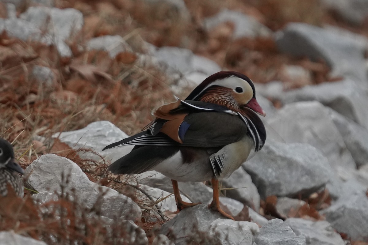 Mandarin Duck - ML645564372