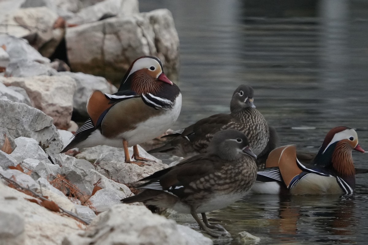 Mandarin Duck - ML645564373