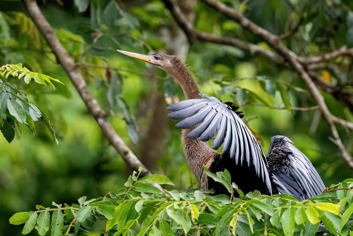 Anhinga - ML645564374