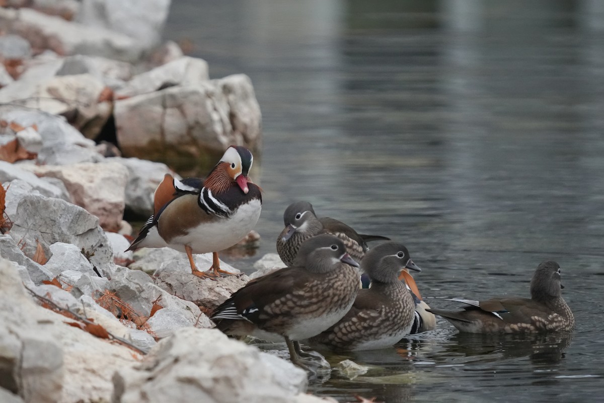 Mandarin Duck - ML645564376