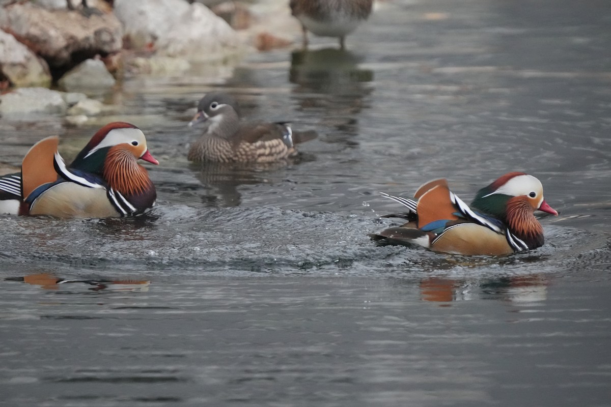 Mandarin Duck - ML645564377