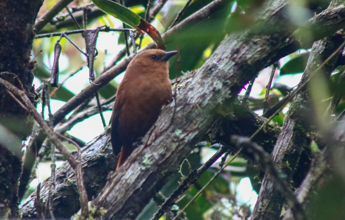 Rufous Wren - ML645564386