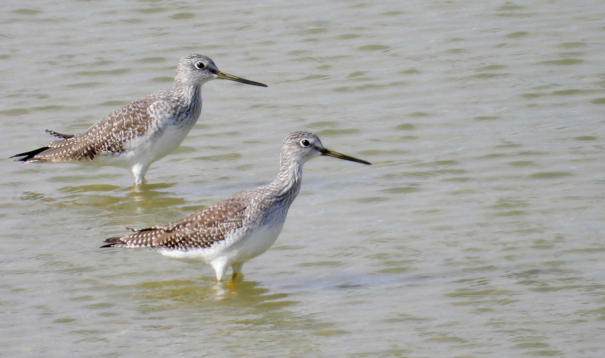 Greater Yellowlegs - ML645564389