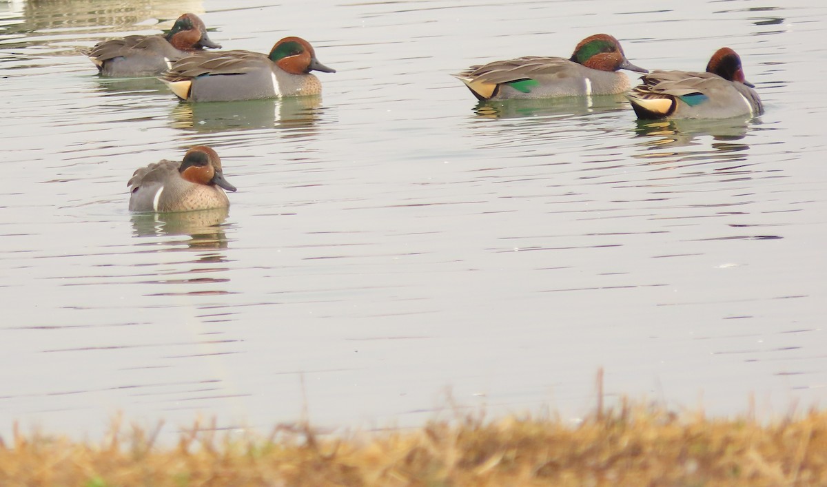 Green-winged Teal - ML645564399