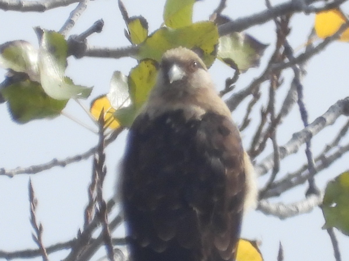 Yellow-headed Caracara - ML645564405