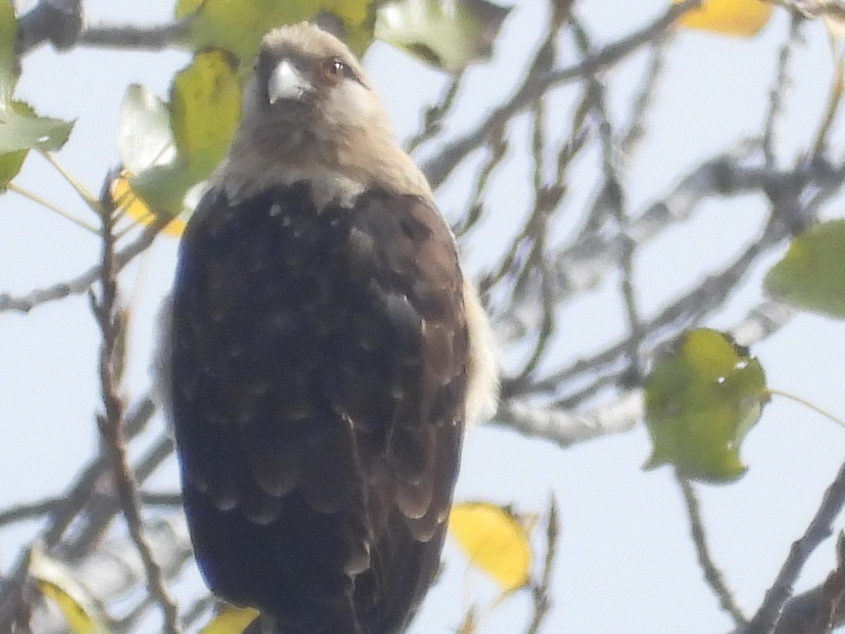 Yellow-headed Caracara - ML645564406