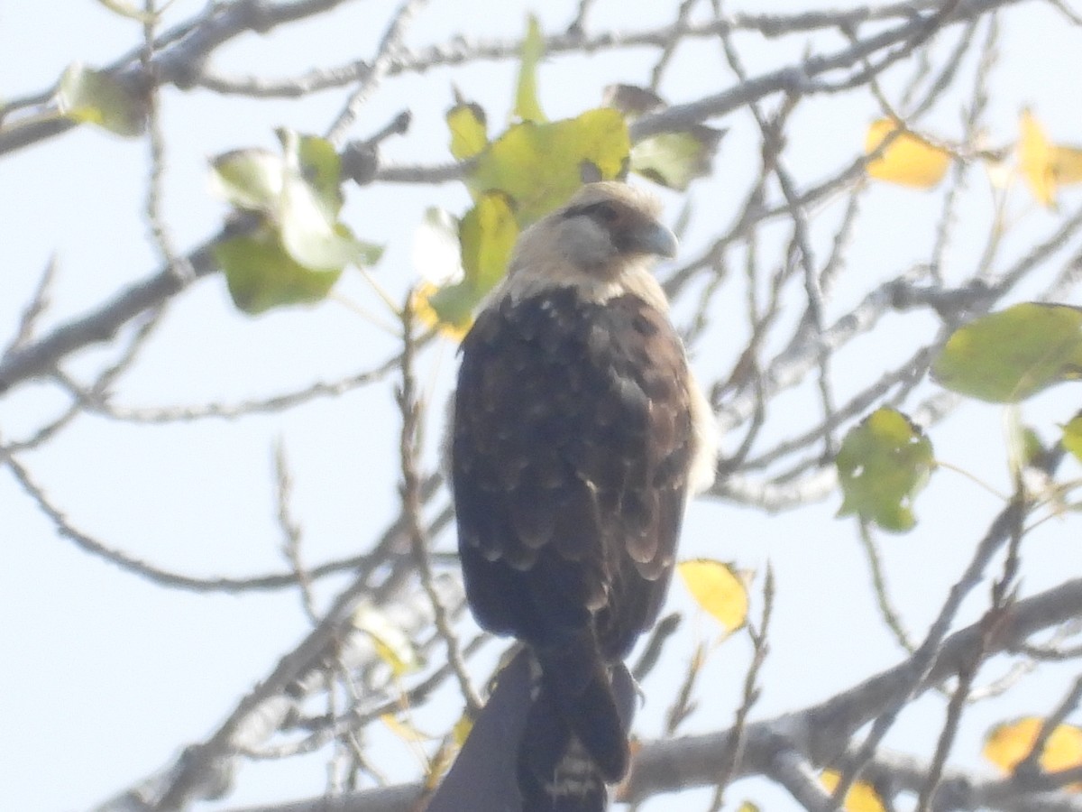 Yellow-headed Caracara - ML645564407