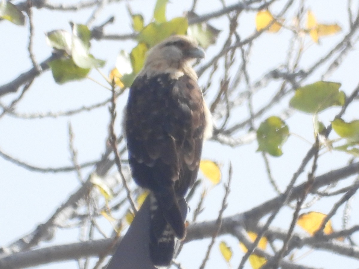 Yellow-headed Caracara - ML645564408