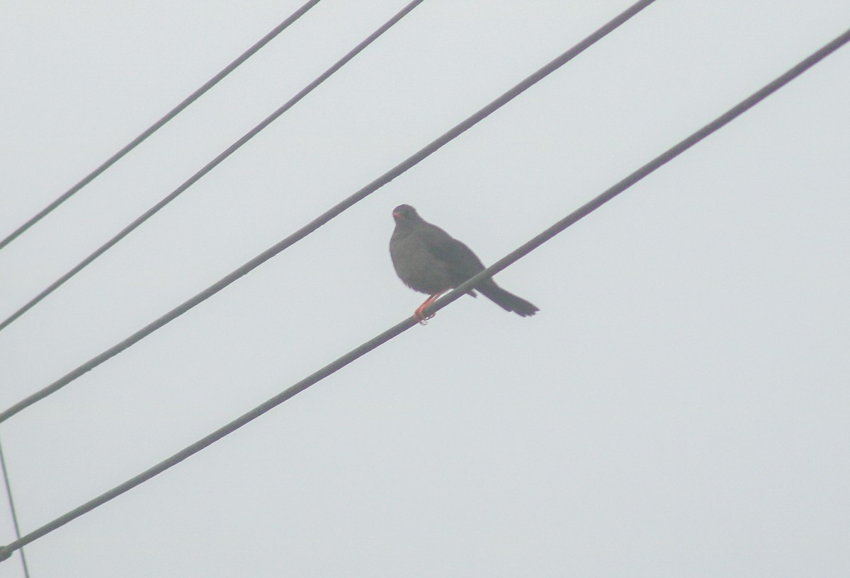 Great Thrush - ML645564416