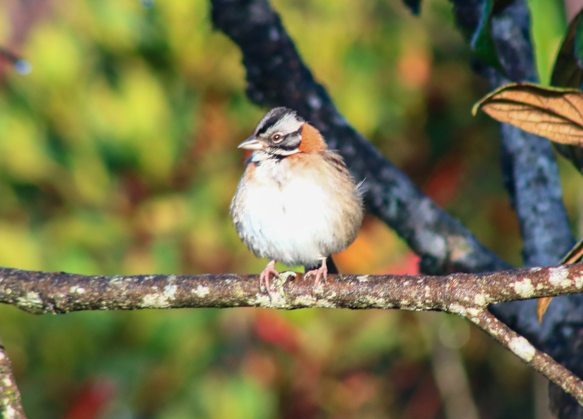 Rufous-collared Sparrow - ML645564420