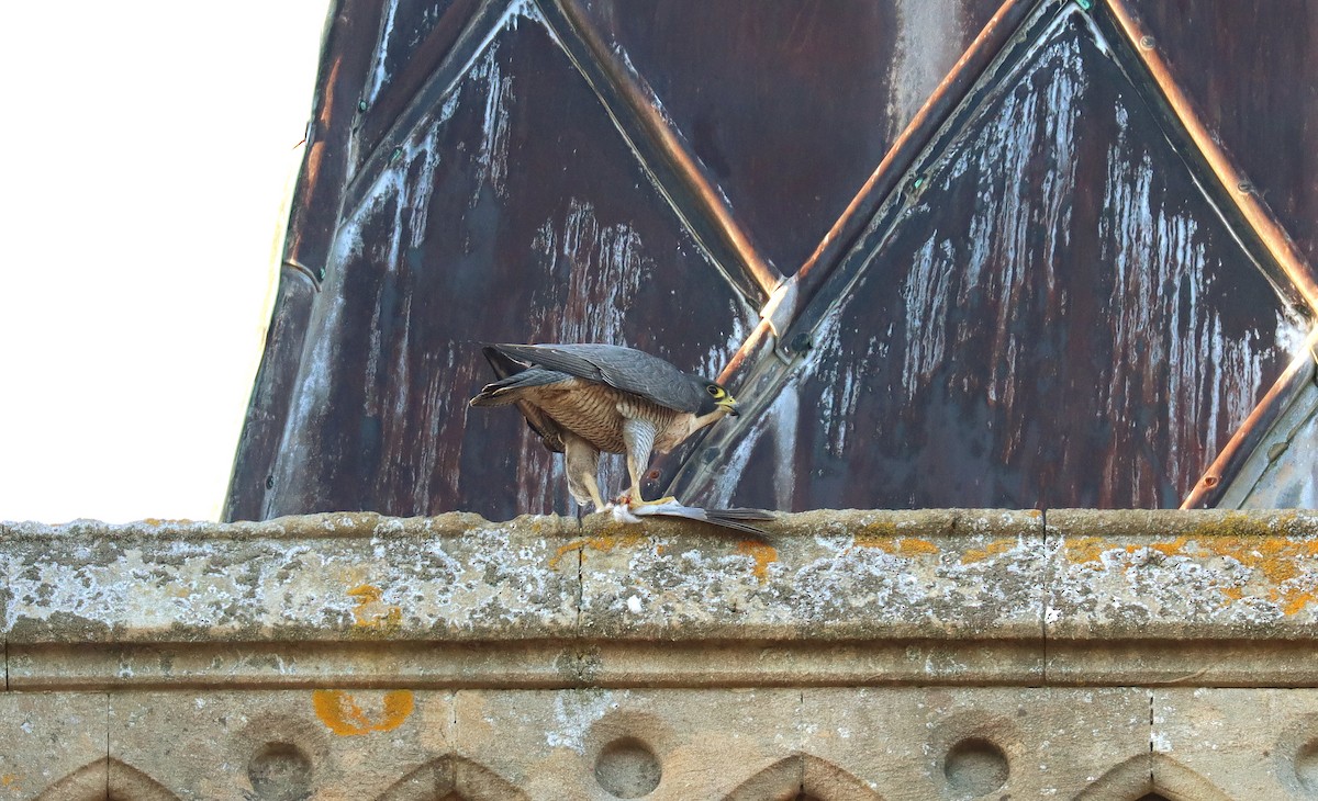 Peregrine Falcon - ML645564421