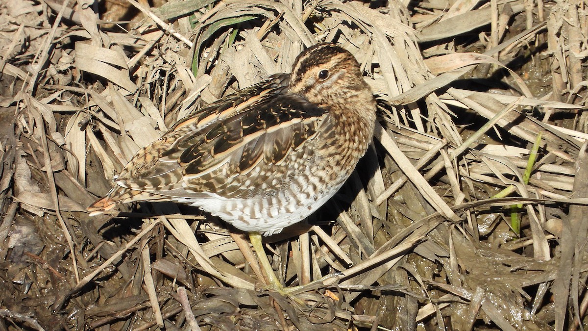 Agachadiza Común - ML645564425