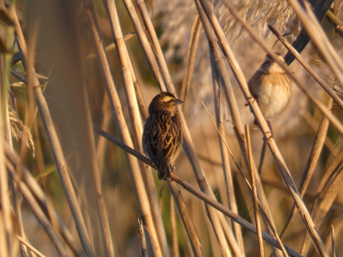 Yellow-crowned Bishop - ML645564427