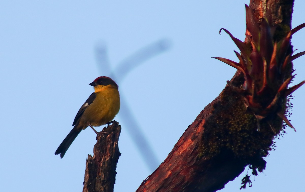 Yellow-breasted Brushfinch - ML645564432