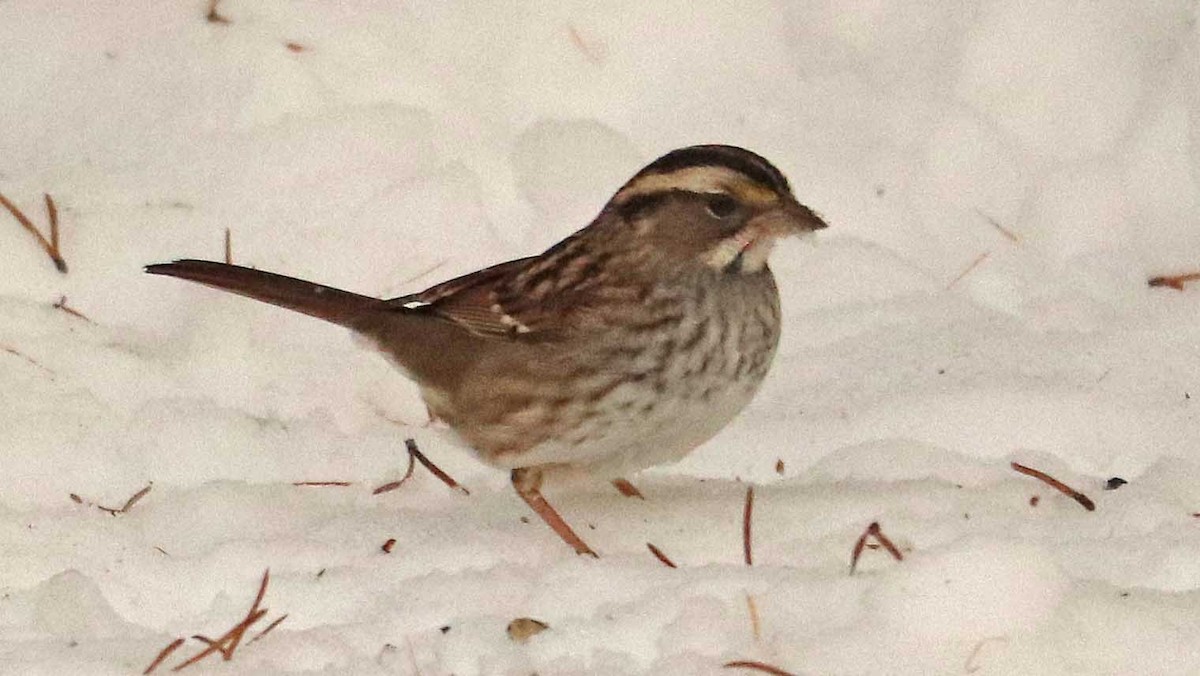White-throated Sparrow - ML645564433