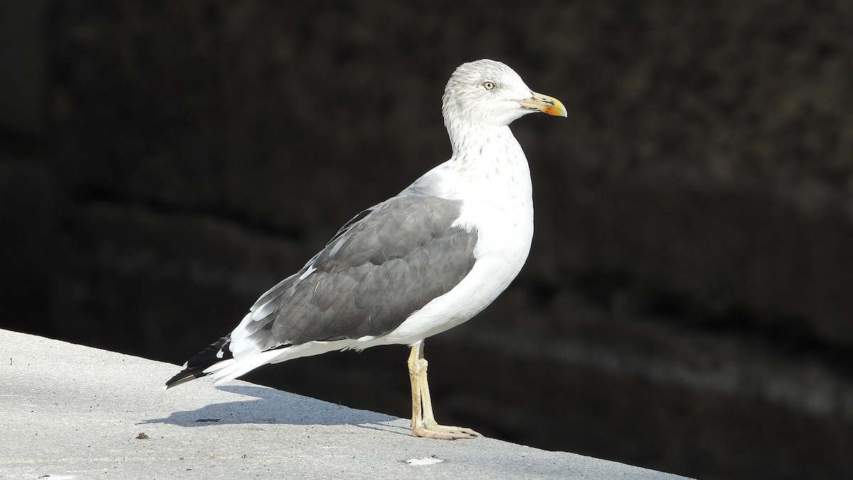 Lesser Black-backed Gull - ML645564435