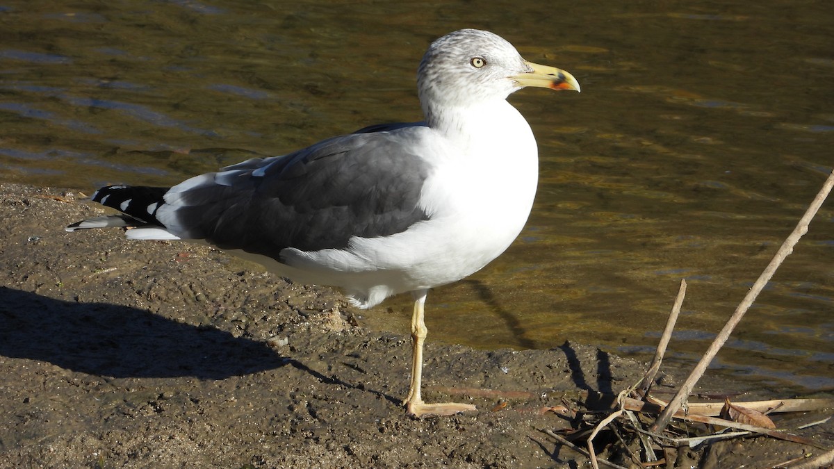 Lesser Black-backed Gull - ML645564436