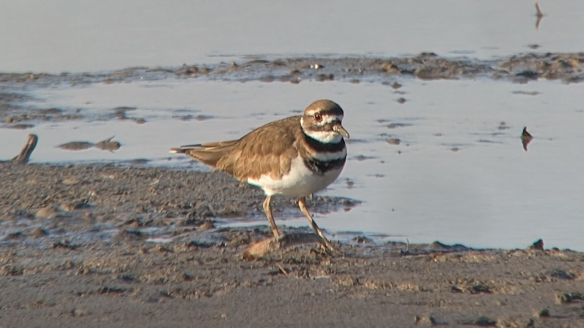 Пісочник крикливий - ML645564442