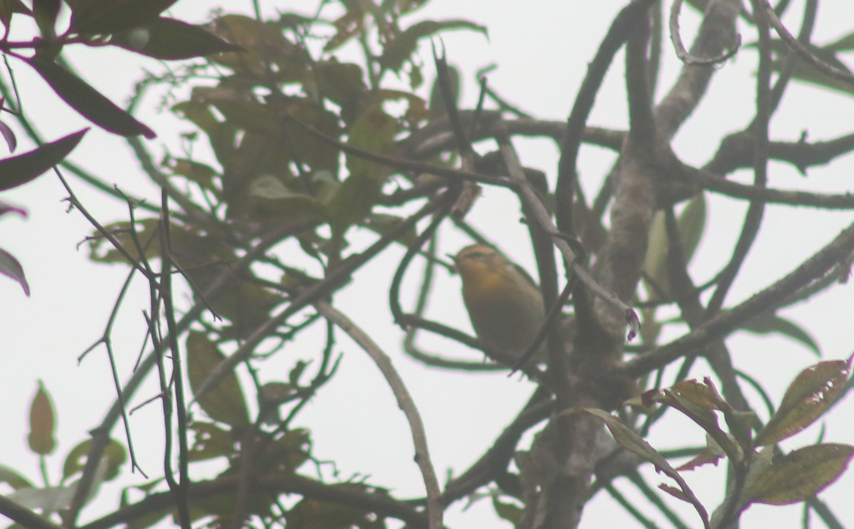 Blackburnian Warbler - ML645564443