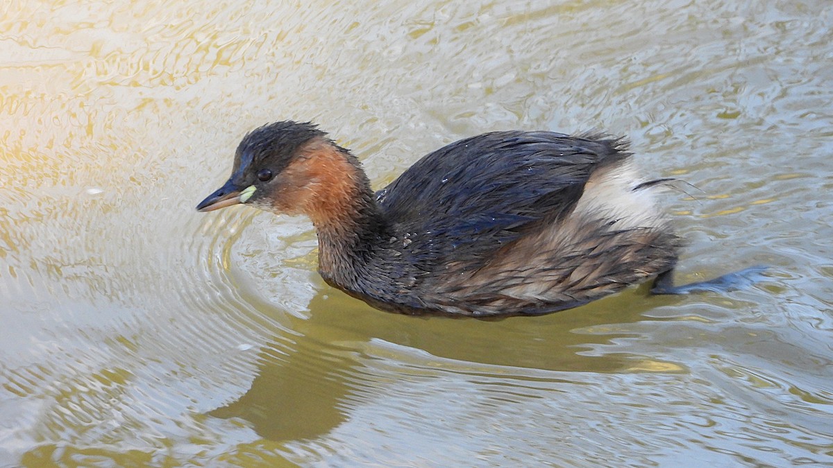 Little Grebe - ML645564444