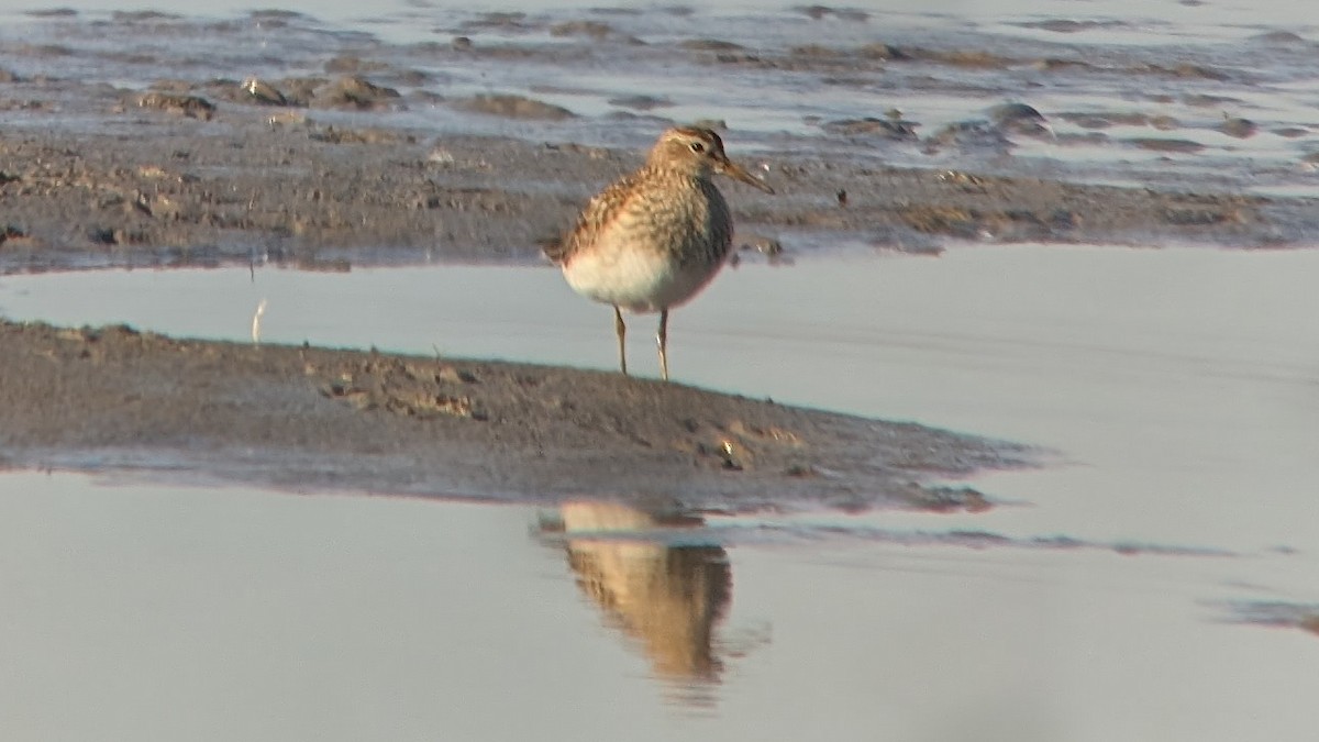 Дутыш - ML645564451