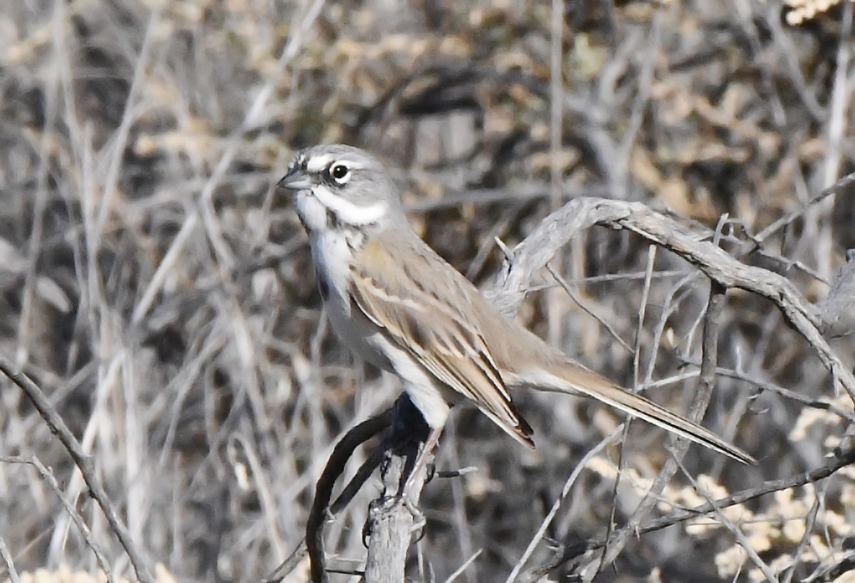 Bell's Sparrow - ML645564463