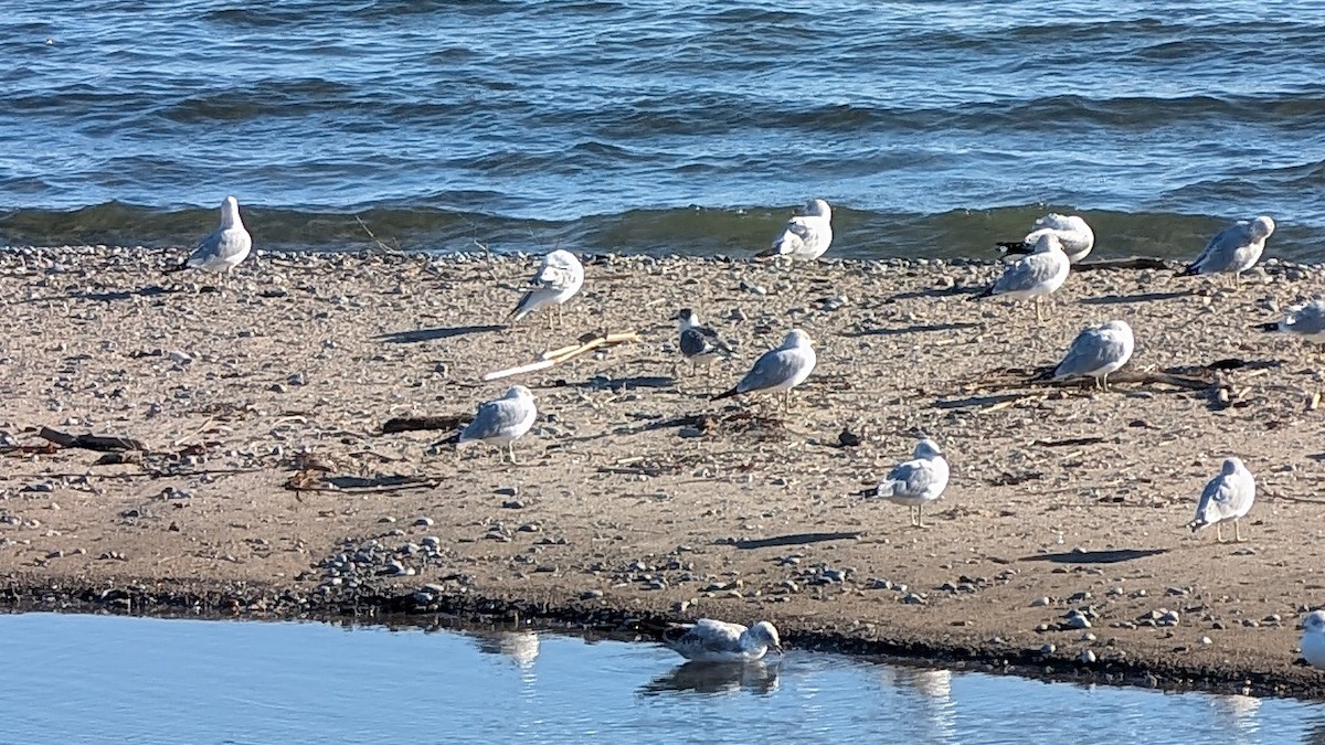 Мартин ставковий - ML645564471