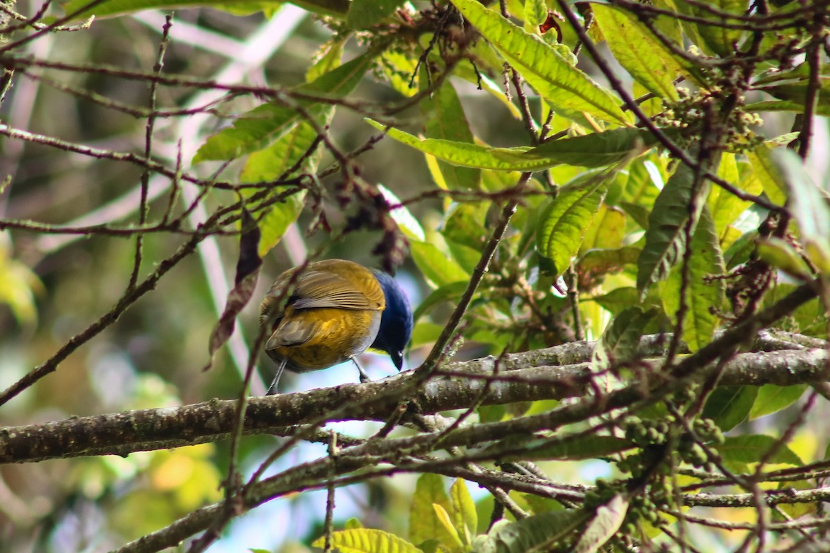 Blue-capped Tanager - ML645564475