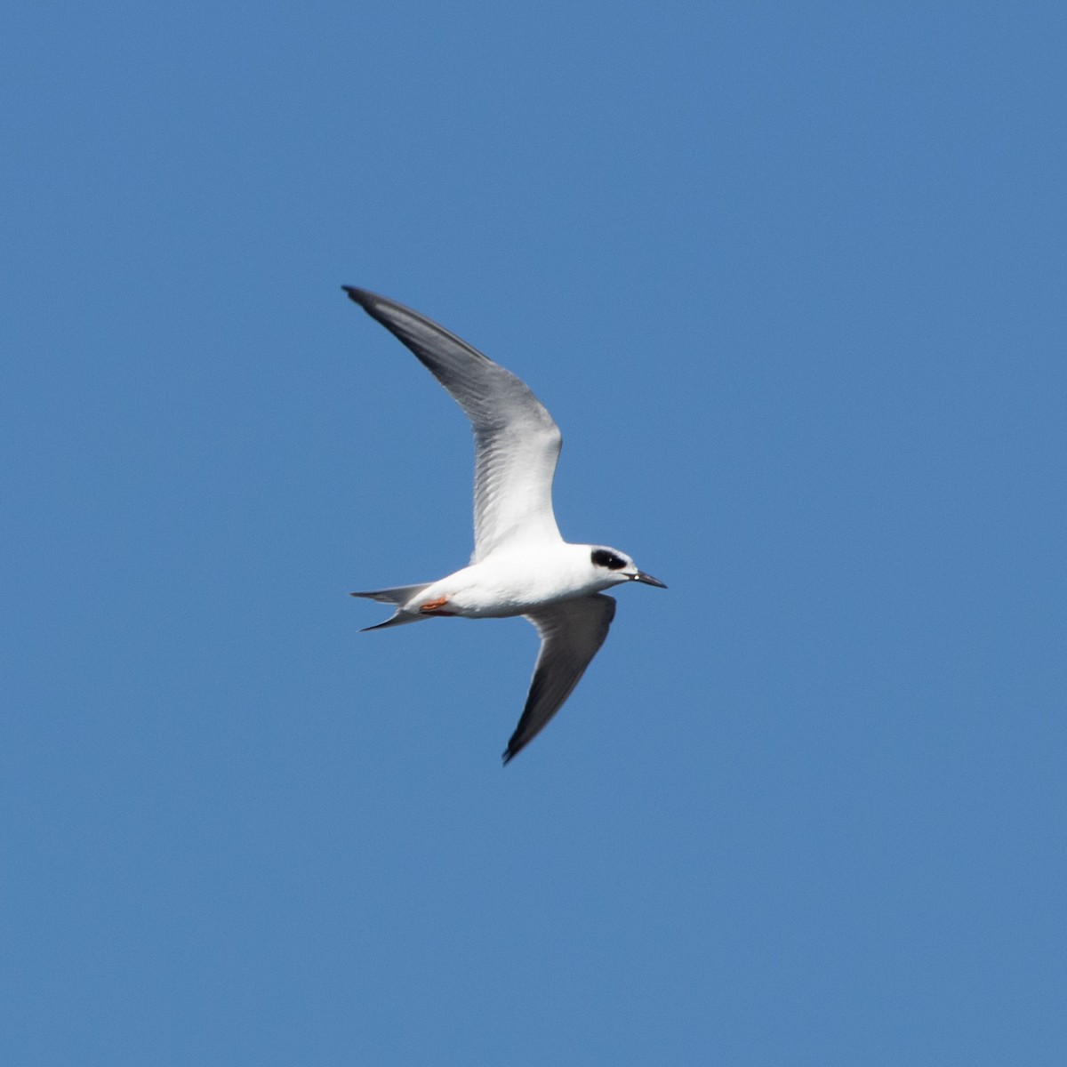 Forster's Tern - ML645564476