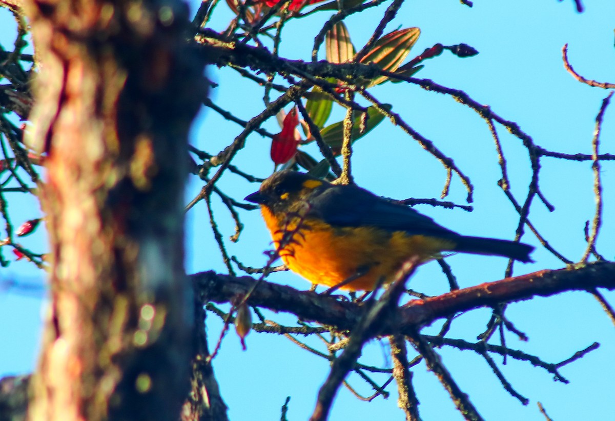 Lacrimose Mountain Tanager - ML645564480